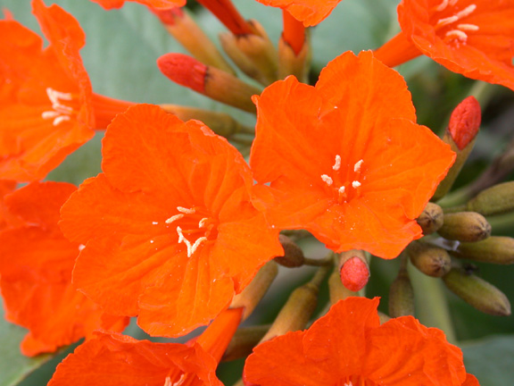 Belize-Flowers