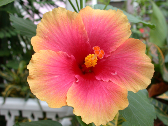 Belize-Flowers