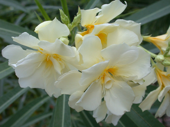 Belize-Flowers