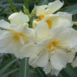 Belize-Flowers