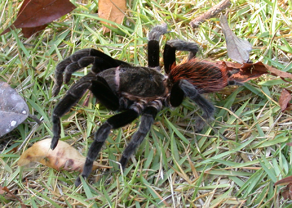 Belize-Tarantula