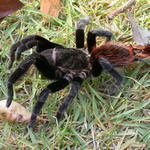 Belize-Tarantula