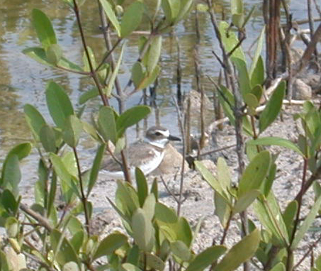 Belize-Waterbird
