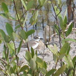 Belize-Waterbird
