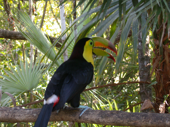 Belize Zoo-Toucan