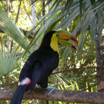 Belize Zoo-Toucan