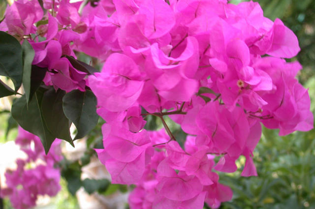 Bonaire-Flower