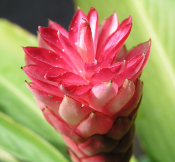Dominica-Flower