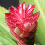 Dominica-Flower