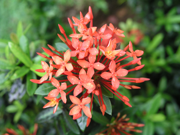 Dominica-Flower after rain