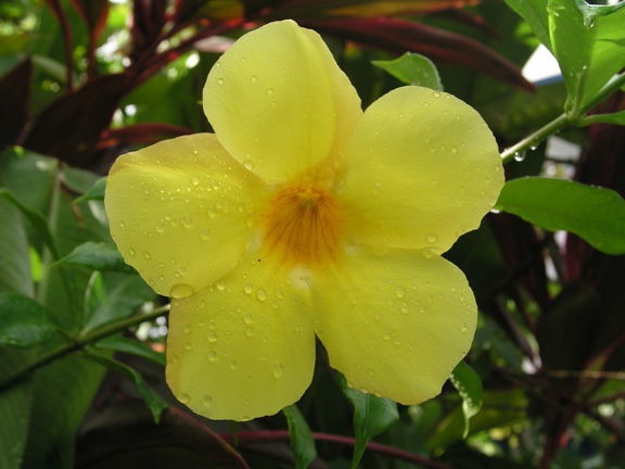 Dominica-Flower after rain
