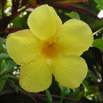 Dominica-Flower after rain