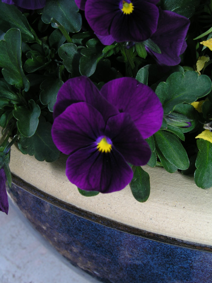 Pansy on porch at home