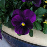 Pansy on porch at home