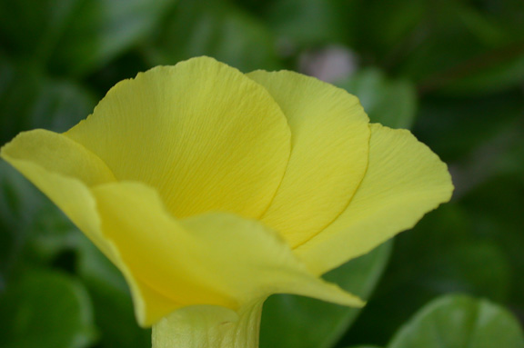 Little Cayman-Flower