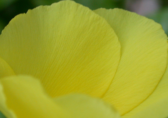 Little Cayman Flower Closeup