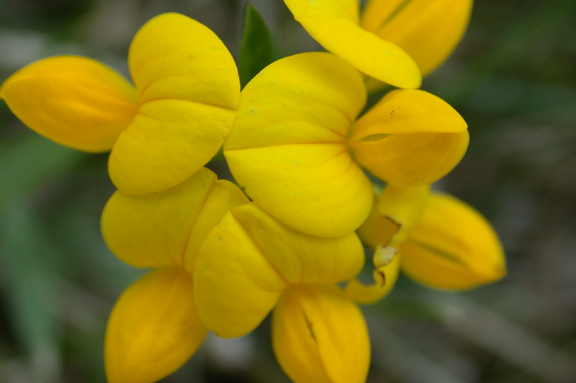 Perkiomen Creek Flower