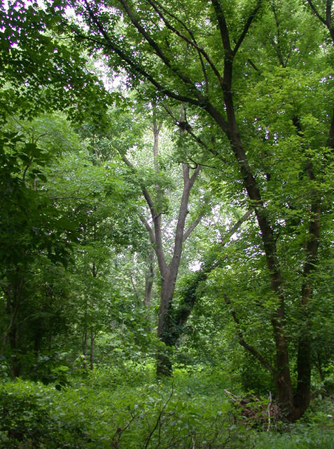 Perkiomen Creek Park scene