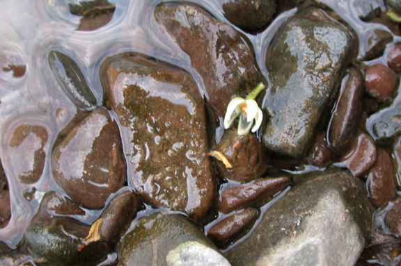 Perkiomen Creek Park-Water and Rocks