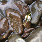 Perkiomen Creek Park-Water and Rocks