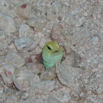 Yellowheaded Jawfish - Key Largo