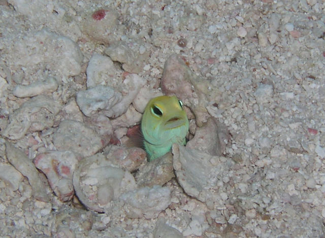 Yellowheaded Jawfish - Key Largo