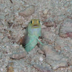 Yellowheaded Jawfish - Key Largo