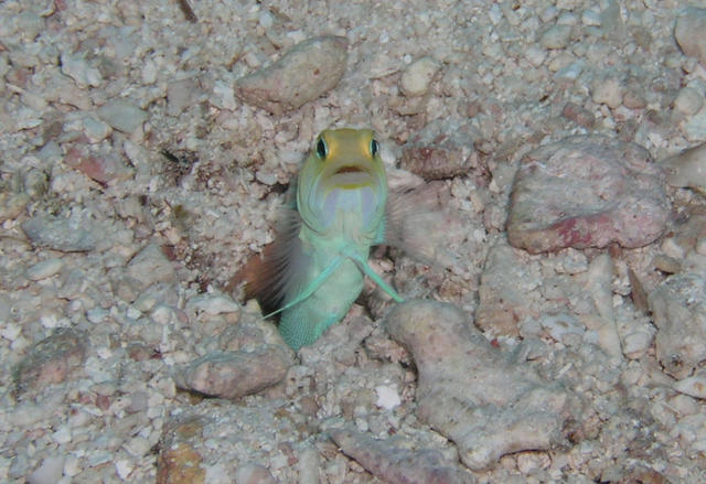 Yellowheaded Jawfish - Key Largo