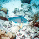 Bonaire, 8/02
Parrot and Trumpetfish