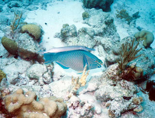 Bonaire, 8/02
Parrot and Trumpetfish