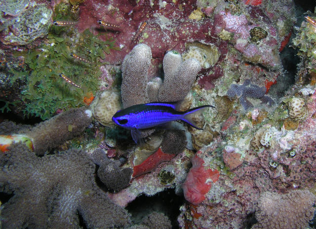 BlueChromis.jpg