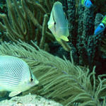 Butterflyfish.jpg