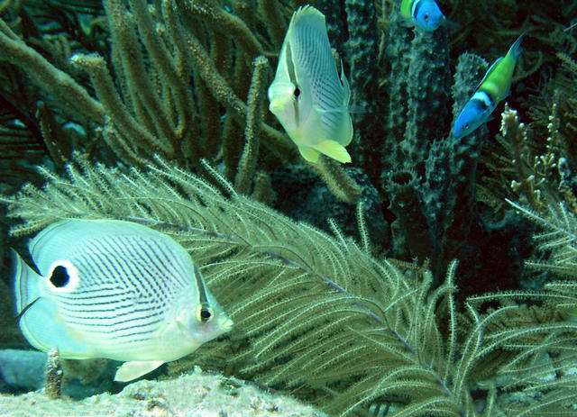 Butterflyfish.jpg