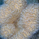 FingerCoralPolyps.jpg