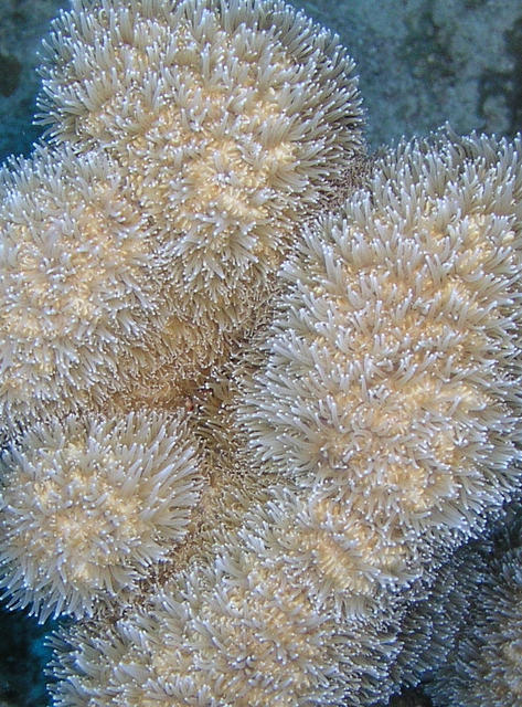 FingerCoralPolyps.jpg