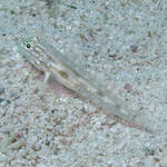 BridledGoby2.jpg