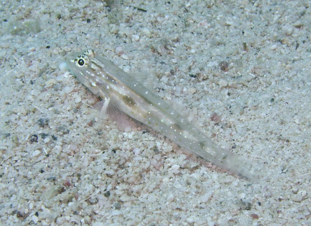 BridledGoby2.jpg