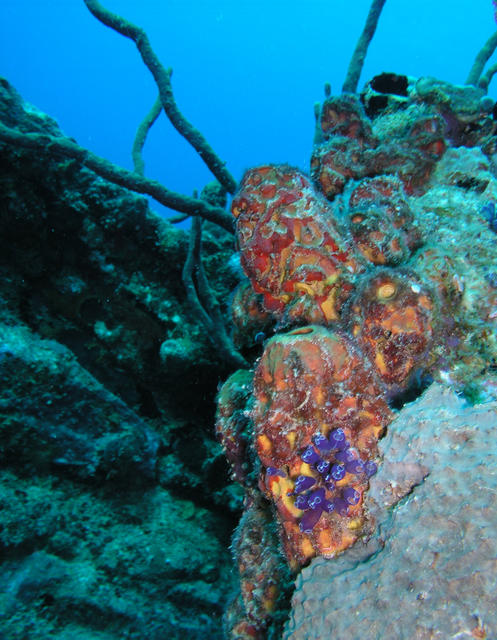 RhoneWreckTunicates.jpg