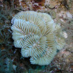 RoseCoral.jpg