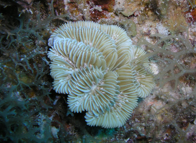 RoseCoral.jpg