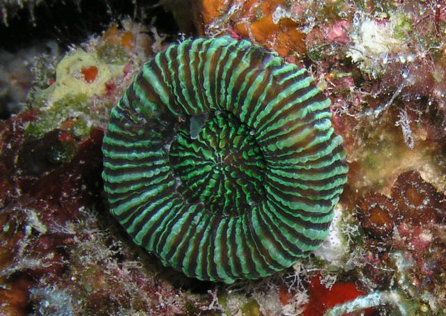 SolitaryDiskCoral2.jpg