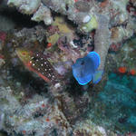 TangandParrotfishJuveniles.jpg