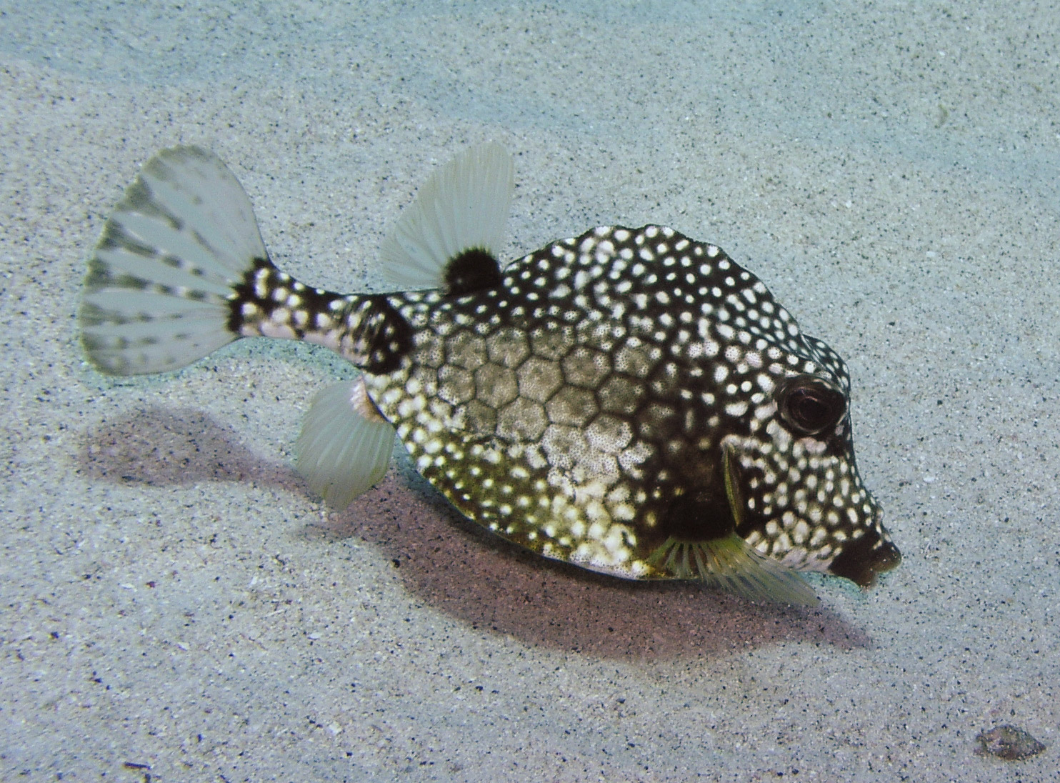 Trunkfish.jpg