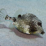 Trunkfish.jpg