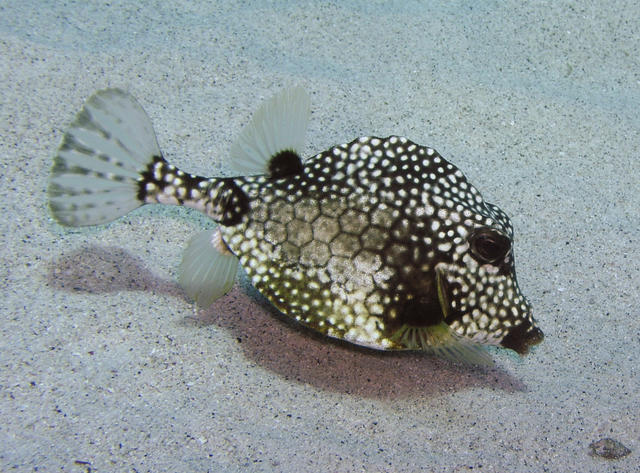 Trunkfish.jpg