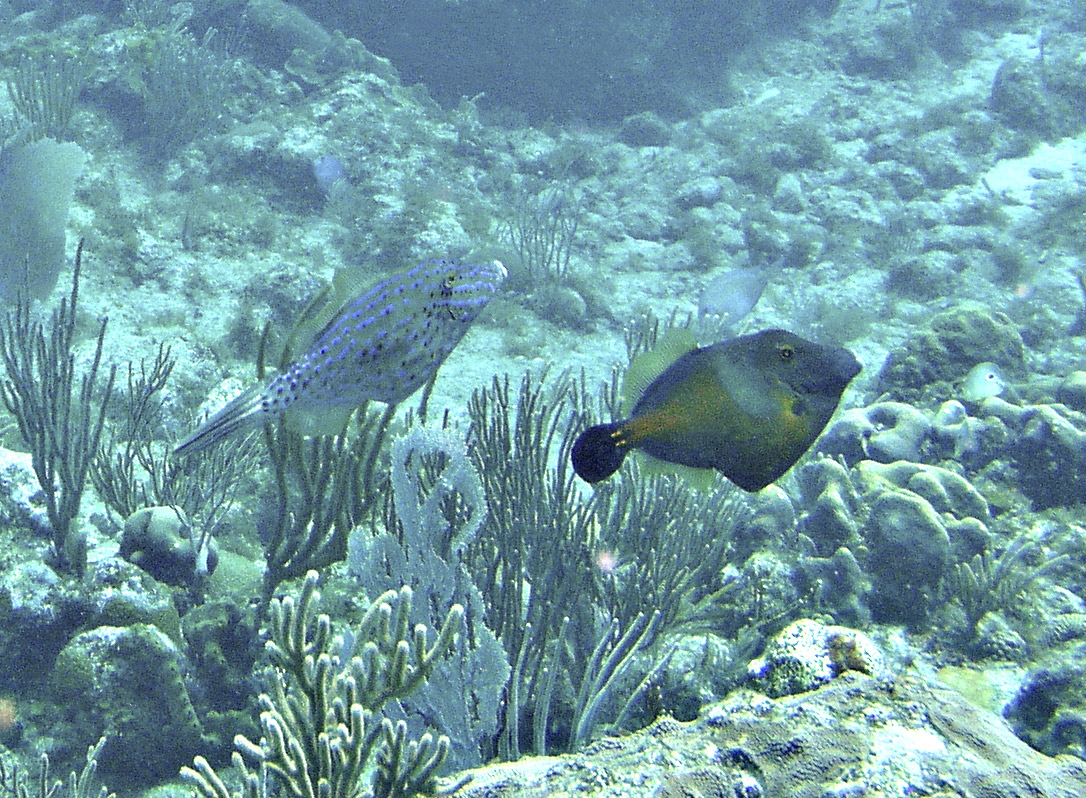 TwoFilefish.jpg