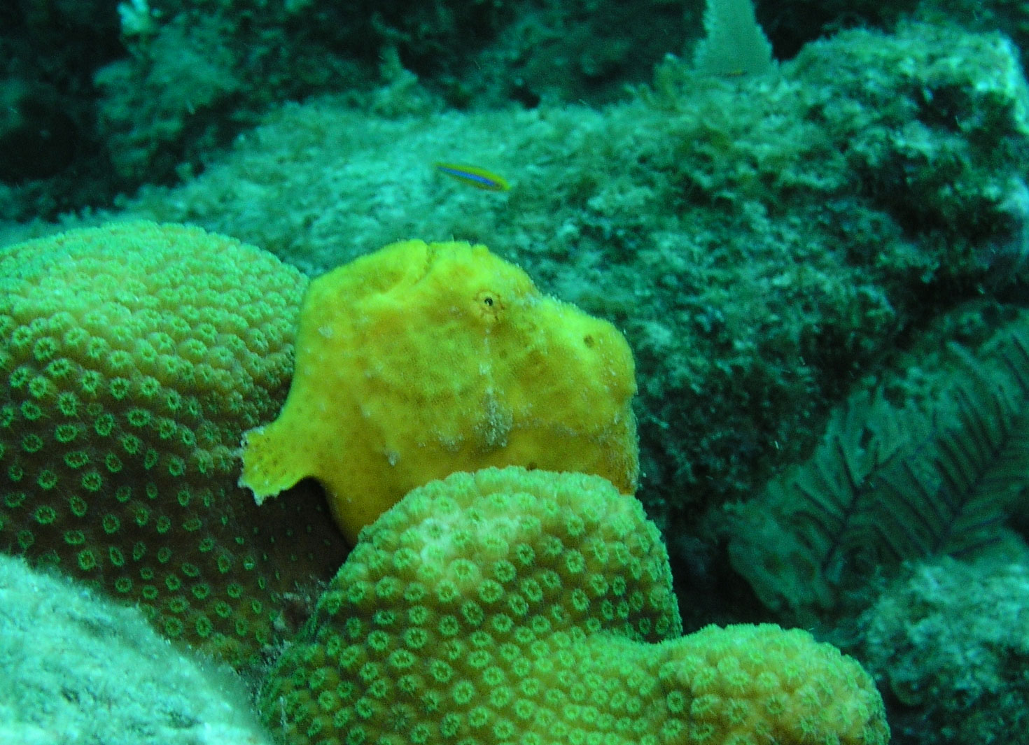 Frogfish.jpg