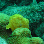 Frogfish.jpg