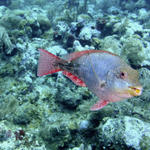 RedBandedParrotfish.jpg
