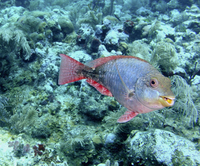 RedBandedParrotfish.jpg